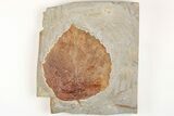 Fossil Leaf (Davidia) - Montana #203347-1